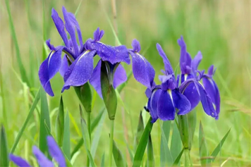 燕子花