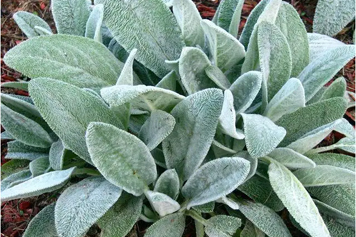 羊耳草