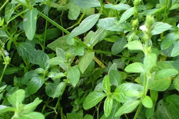 小青草