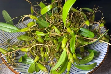 小叶石橄榄