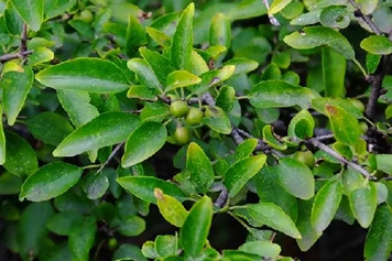 小叶鼠李