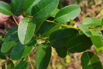 小叶铁包金