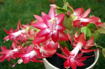 蟹爪兰花