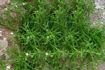 星秀草