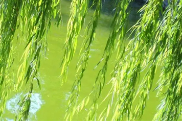 杨柳