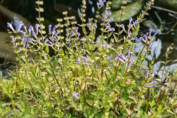 牙刷草