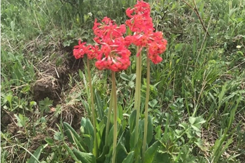 胭脂花