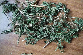 岩柏草