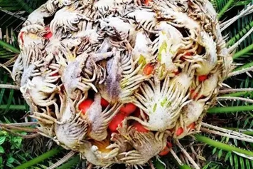 铁树花果子