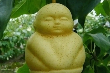 水果人参果