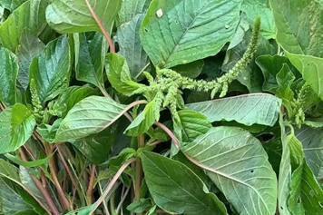 人性菜