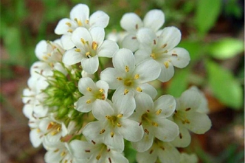 泽珍珠菜