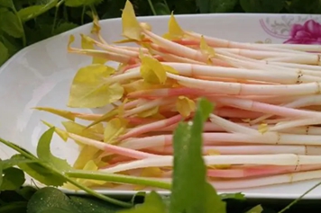 鱼腥草嫩芽