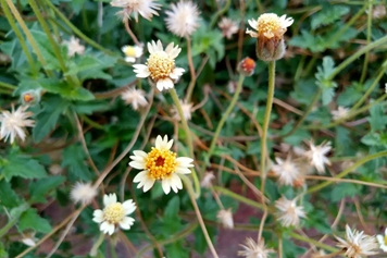 羽芒菊