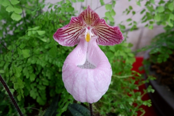 硬叶兜兰