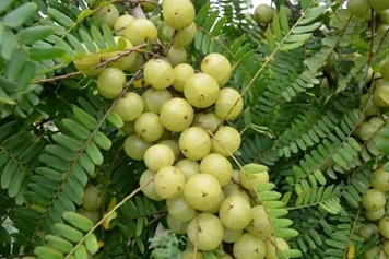 油金子