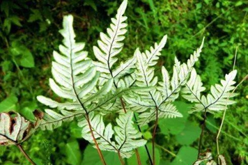 银粉背蕨