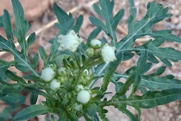 银胶菊