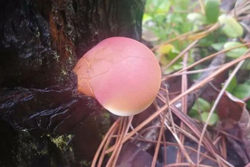 隐孔菌