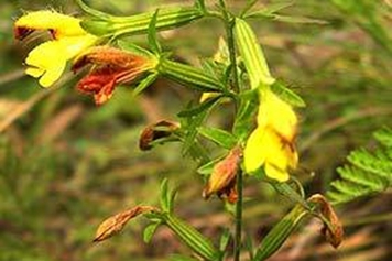 阴行草