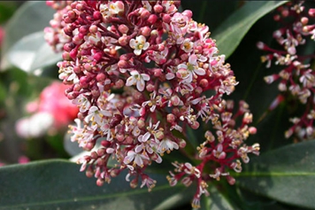 茵芋