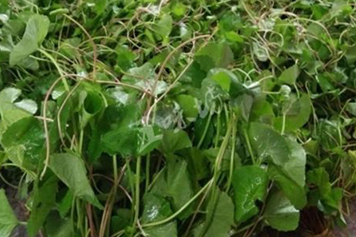 野马蹄草
