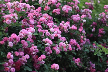 野蔷薇花