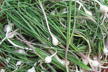 野蒜根