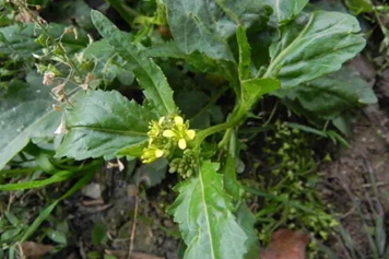 野雪菜