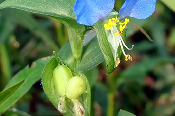 野竹叶菜