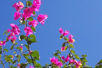 叶子花
