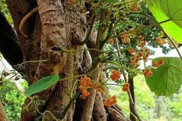 一滴血草药