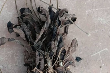 一枝香草药
