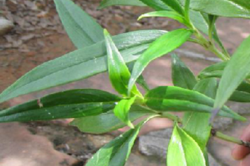 一柱香草药
