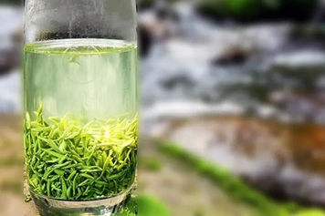 早春甘露茶