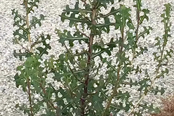 鱼骨菜