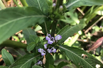 鱼骨草