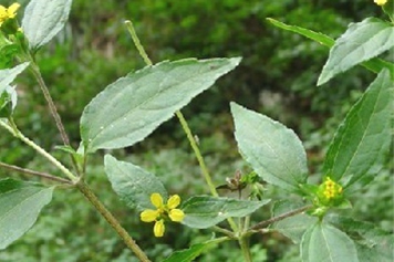 鱼鳞菜