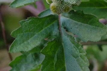 鱼目草