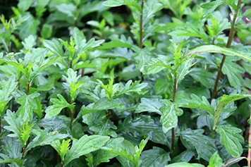 鱼鳅串草药