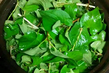 鱼腥草叶煮水喝
