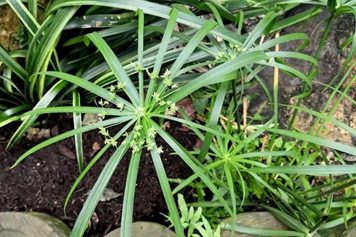 芋头草
