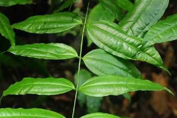 月中风草药