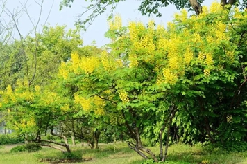 云实树