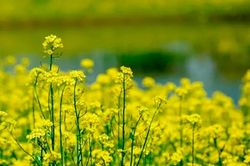 芸苔