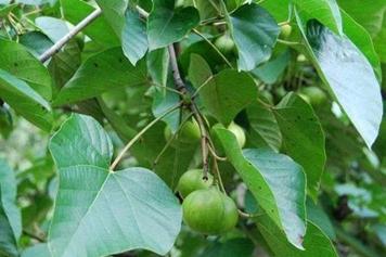 油桐子