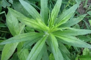 鱼胆草
