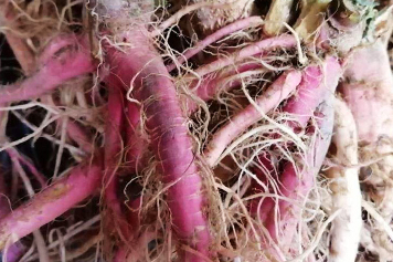 野红刺苋菜根