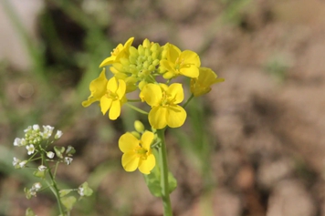 小白菜花