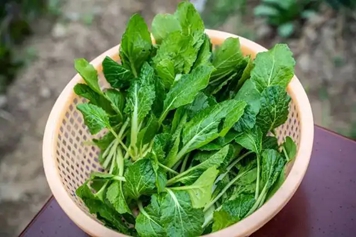 香青菜